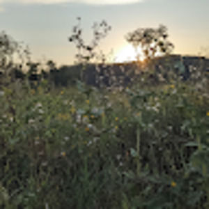 Meet your Posher, Rose